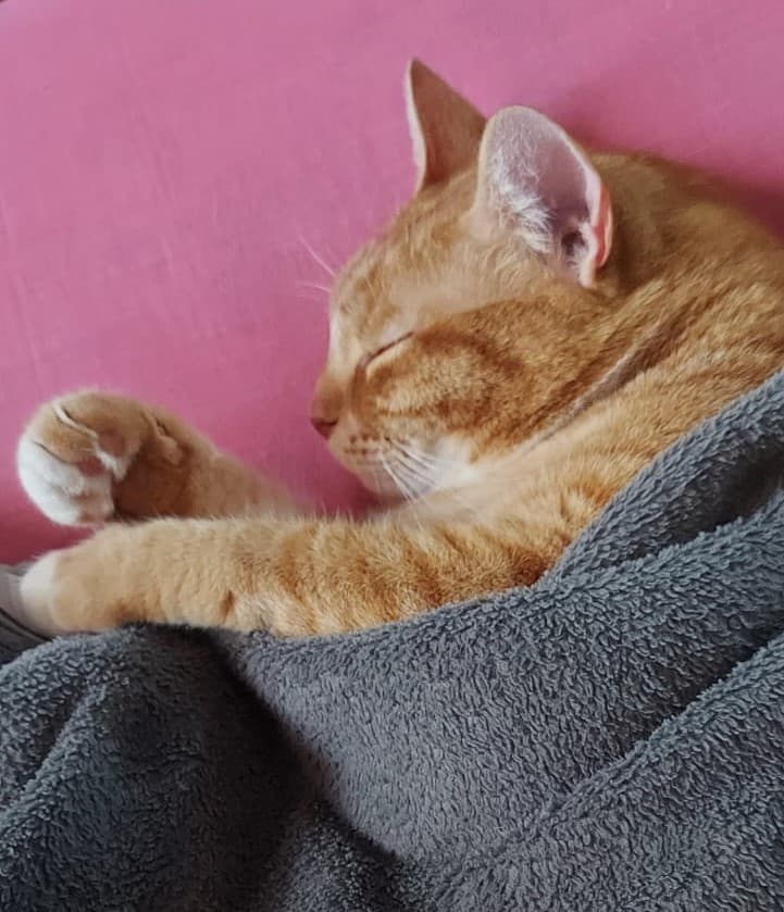 Cat at Paws Haven Lebanon cat boarding